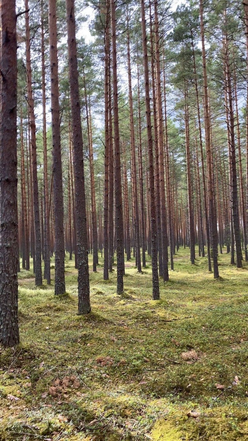 I taught myself to scream and shout&nbsp;again