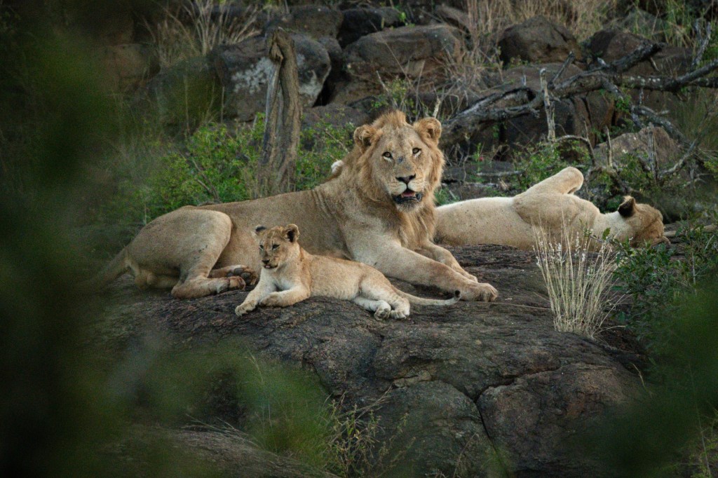 The Mama Bear & The Bali Gurus Vol&nbsp;2